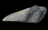 Partial Fossil Megalodon Tooth #88644-1